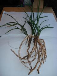 国产草b,绿色生态，引领未来农业发展新潮流